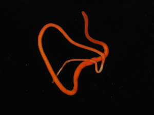  ( - Pili_ETP055_SMPP0007)  @11 [ ] CreativeCommons  Attribution Non-Commercial Share-Alike (2019) Unspecified Smithsonian Tropical Research Institute