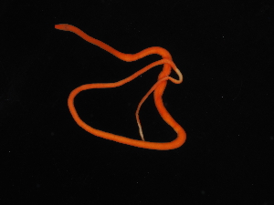  ( - Pili_ETP055_SMPP0007)  @11 [ ] CreativeCommons  Attribution Non-Commercial Share-Alike (2019) Unspecified Smithsonian Tropical Research Institute