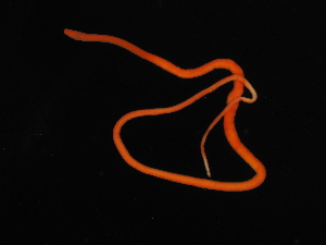 ( - Pili_ETP055_SMPP0007)  @11 [ ] CreativeCommons  Attribution Non-Commercial Share-Alike (2019) Unspecified Smithsonian Tropical Research Institute
