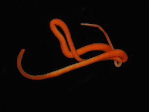  ( - Pili_ETP055_SMPP0007)  @11 [ ] CreativeCommons  Attribution Non-Commercial Share-Alike (2019) Unspecified Smithsonian Tropical Research Institute