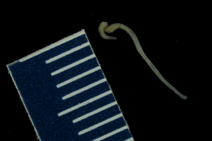 ( - Palaeo_ETP081_SMPP0023)  @11 [ ] CreativeCommons  Attribution Non-Commercial Share-Alike (2019) Unspecified Smithsonian Tropical Research Institute