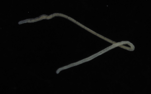  ( - Palaeo_ETP081_SMPP0023)  @11 [ ] CreativeCommons  Attribution Non-Commercial Share-Alike (2019) Unspecified Smithsonian Tropical Research Institute