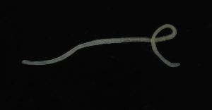  ( - Palaeo_ETP081_SMPP0023)  @11 [ ] CreativeCommons  Attribution Non-Commercial Share-Alike (2019) Unspecified Smithsonian Tropical Research Institute