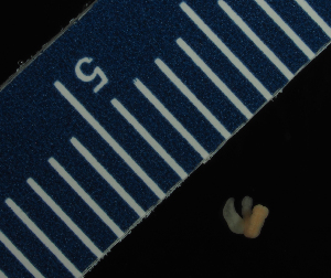  ( - Palaeo_ETP081_SMPP0038)  @11 [ ] CreativeCommons  Attribution Non-Commercial Share-Alike (2019) Unspecified Smithsonian Tropical Research Institute
