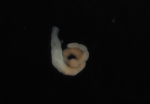  ( - Palaeo_ETP081_SMPP0038)  @11 [ ] CreativeCommons  Attribution Non-Commercial Share-Alike (2019) Unspecified Smithsonian Tropical Research Institute