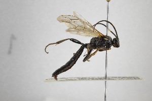  (Coelichneumon atratorius - NHMO-ENT-299272)  @11 [ ] CreativeCommons - Attribution Non-Commercial Share-Alike (2019) Unspecified University of Oslo, Natural History Museum
