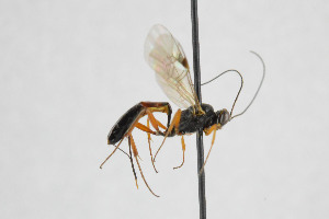  ( - NHMO-ENT-443432)  @11 [ ] CreativeCommons - Attribution Non-Commercial Share-Alike (2019) Unspecified University of Oslo, Natural History Museum