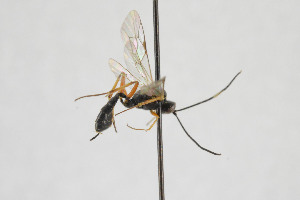  ( - NHMO-ENT-443429)  @11 [ ] CreativeCommons - Attribution Non-Commercial Share-Alike (2019) Unspecified University of Oslo, Natural History Museum