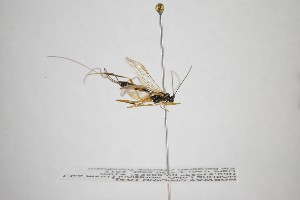  ( - NHMO-ENT-268814)  @11 [ ] CreativeCommons - Attribution Non-Commercial Share-Alike (2019) Unspecified University of Oslo, Natural History Museum