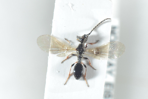  ( - HYMNI2474)  @12 [ ] CreativeCommons - Attribution Non-Commercial Share-Alike (2018) Arnstein Staverlokk Norwegian Institute of Nature Research