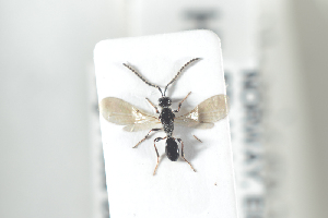  ( - HYMNI2485)  @11 [ ] CreativeCommons - Attribution Non-Commercial Share-Alike (2018) Arnstein Staverlokk Norwegian Institute of Nature Research