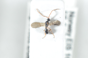  ( - HYMNI2488)  @11 [ ] CreativeCommons - Attribution Non-Commercial Share-Alike (2018) Arnstein Staverlokk Norwegian Institute of Nature Research
