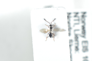  ( - HYMNI2493)  @11 [ ] CreativeCommons - Attribution Non-Commercial Share-Alike (2018) Arnstein Staverlokk Norwegian Institute of Nature Research