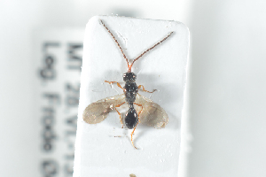 ( - HYMNI2496)  @11 [ ] CreativeCommons - Attribution Non-Commercial Share-Alike (2018) Arnstein Staverlokk Norwegian Institute of Nature Research