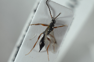  ( - HYMNI2542)  @12 [ ] CreativeCommons - Attribution Non-Commercial Share-Alike (2018) Arnstein Staverlokk Norwegian Institute of Nature Research