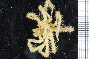  ( - ZMBN_104975)  @11 [ ] CreativeCommons - Attribution Non-Commercial Share-Alike (2016) University of Bergen Natural History Collections