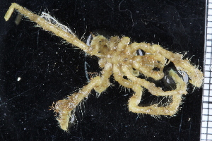  ( - ZMBN_104987)  @11 [ ] CreativeCommons - Attribution Non-Commercial Share-Alike (2016) University of Bergen Natural History Collections