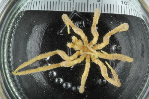  ( - ZMBN_106264)  @11 [ ] CreativeCommons - Attribution Non-Commercial Share-Alike (2016) University of Bergen Natural History Collections