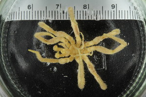  ( - ZMBN_106265)  @11 [ ] CreativeCommons - Attribution Non-Commercial Share-Alike (2016) University of Bergen Natural History Collections
