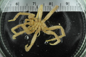  ( - ZMBN_106265)  @11 [ ] CreativeCommons - Attribution Non-Commercial Share-Alike (2016) University of Bergen Natural History Collections