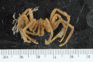  ( - ZMBN_106286)  @11 [ ] CreativeCommons - Attribution Non-Commercial Share-Alike (2016) University of Bergen Natural History Collections