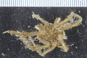  ( - ZMBN_106287)  @11 [ ] CreativeCommons - Attribution Non-Commercial Share-Alike (2016) University of Bergen Natural History Collections