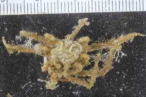  ( - ZMBN_106287)  @11 [ ] CreativeCommons - Attribution Non-Commercial Share-Alike (2016) University of Bergen Natural History Collections