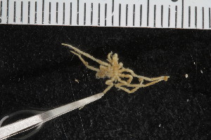  ( - ZMBN_106288)  @11 [ ] CreativeCommons - Attribution Non-Commercial Share-Alike (2016) University of Bergen Natural History Collections