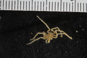  ( - ZMBN_106288)  @11 [ ] CreativeCommons - Attribution Non-Commercial Share-Alike (2016) University of Bergen Natural History Collections