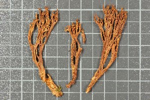  ( - O-F-165911)  @11 [ ] CreativeCommons - Attribution Non-Commercial (2013) Katriina Bendiksen Natural History Museum, University of Oslo, Norway