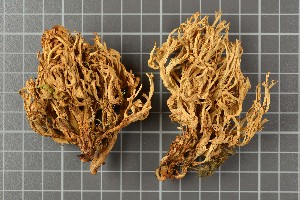  ( - O-F-289569)  @11 [ ] CreativeCommons - Attribution Non-Commercial (2013) Katriina Bendiksen Natural History Museum, University of Oslo, Norway