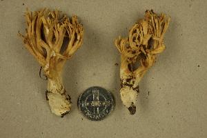  (Ramaria subtilis - O-F 296374)  @11 [ ] Unspecified (default): All Rights Reserved  Unspecified Unspecified