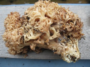  (Ramaria rufescens - O-F 294391)  @11 [ ] Unspecified (default): All Rights Reserved  Unspecified Unspecified