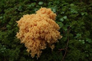  (Ramaria flavescens - O-F 294417)  @11 [ ] Unspecified (default): All Rights Reserved  Unspecified Unspecified