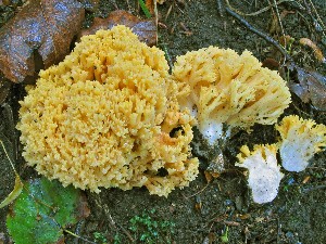  (Ramaria cf. krieglsteineri - O-F 294495)  @11 [ ] Unspecified (default): All Rights Reserved  Unspecified Unspecified