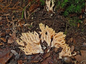  (Ramaria cf. ignicolor - O-F 294498)  @11 [ ] Unspecified (default): All Rights Reserved  Unspecified Unspecified
