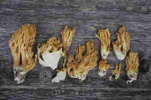 (Ramariopsis - O-F 296425)  @11 [ ] Unspecified (default): All Rights Reserved  Unspecified Unspecified