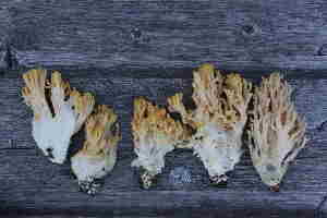  (Ramaria neoformosa - O-F 296428)  @11 [ ] Unspecified (default): All Rights Reserved  Unspecified Unspecified