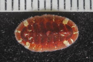  (Callochiton - ZMBN-146752)  @11 [ ] Creative Commons BY NC SA (2022) University of Bergen Natural History Collections