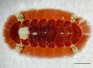  (Callochitonidae - ZMBN-146753)  @11 [ ] Creative Commons BY NC SA (2022) University of Bergen Natural History Collections