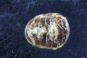  (Leptochiton asellus - ZMBN-146781)  @11 [ ] Creative Commons BY NC SA (2022) University of Bergen Natural History Collections