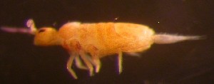  (Lepidocyrtus ruber - Norcoll-140)  @12 [ ] CreativeCommons - Attribution Non-Commercial Share-Alike (2014) Arne Fjellberg Arne Fjellberg Entomological Research