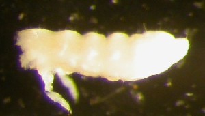  (Protaphorura macfadyeni - Nordcoll-406)  @12 [ ] CreativeCommons - Attribution Non-Commercial Share-Alike (2015) Arne Fjellberg Arne Fjellberg Entomological Research