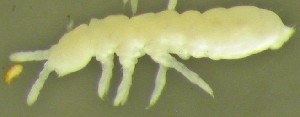  ( - Nordcoll-240)  @12 [ ] CreativeCommons - Attribution Non-Commercial Share-Alike (2015) Arne Fjellberg Arne Fjellberg Entomological Research