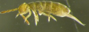  ( - Nordcoll-274)  @11 [ ] CreativeCommons - Attribution Non-Commercial Share-Alike (2015) Arne Fjellberg Arne Fjellberg Entomological Research