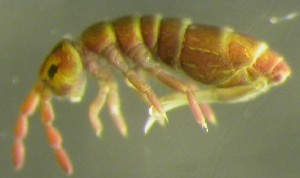  ( - Nordcoll-309)  @11 [ ] CreativeCommons - Attribution Non-Commercial Share-Alike (2015) Arne Fjellberg Arne Fjellberg Entomological Research