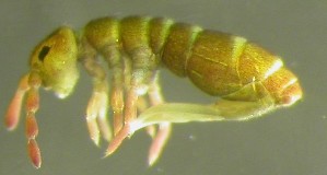  ( - Nordcoll-310)  @11 [ ] CreativeCommons - Attribution Non-Commercial Share-Alike (2015) Arne Fjellberg Arne Fjellberg Entomological Research