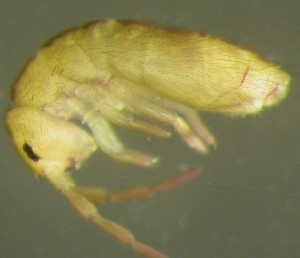  ( - Nordcoll-314)  @12 [ ] CreativeCommons - Attribution Non-Commercial Share-Alike (2015) Arne Fjellberg Arne Fjellberg Entomological Research