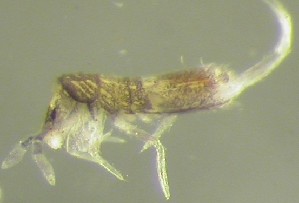  (Lepidocyrtus pallidus - Nordcoll-351)  @12 [ ] CreativeCommons - Attribution Non-Commercial Share-Alike (2015) Arne Fjellberg Arne Fjellberg Entomological Research