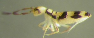  ( - Nordcoll-352)  @11 [ ] CreativeCommons - Attribution Non-Commercial Share-Alike (2015) Arne Fjellberg Arne Fjellberg Entomological Research